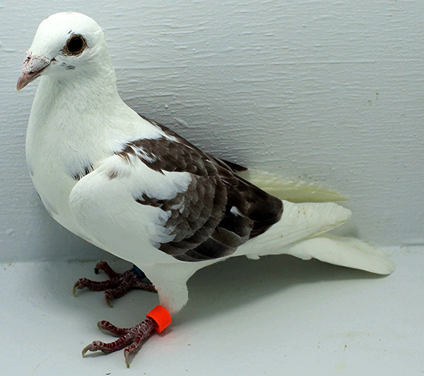 Band: AU 41454 AA 2025